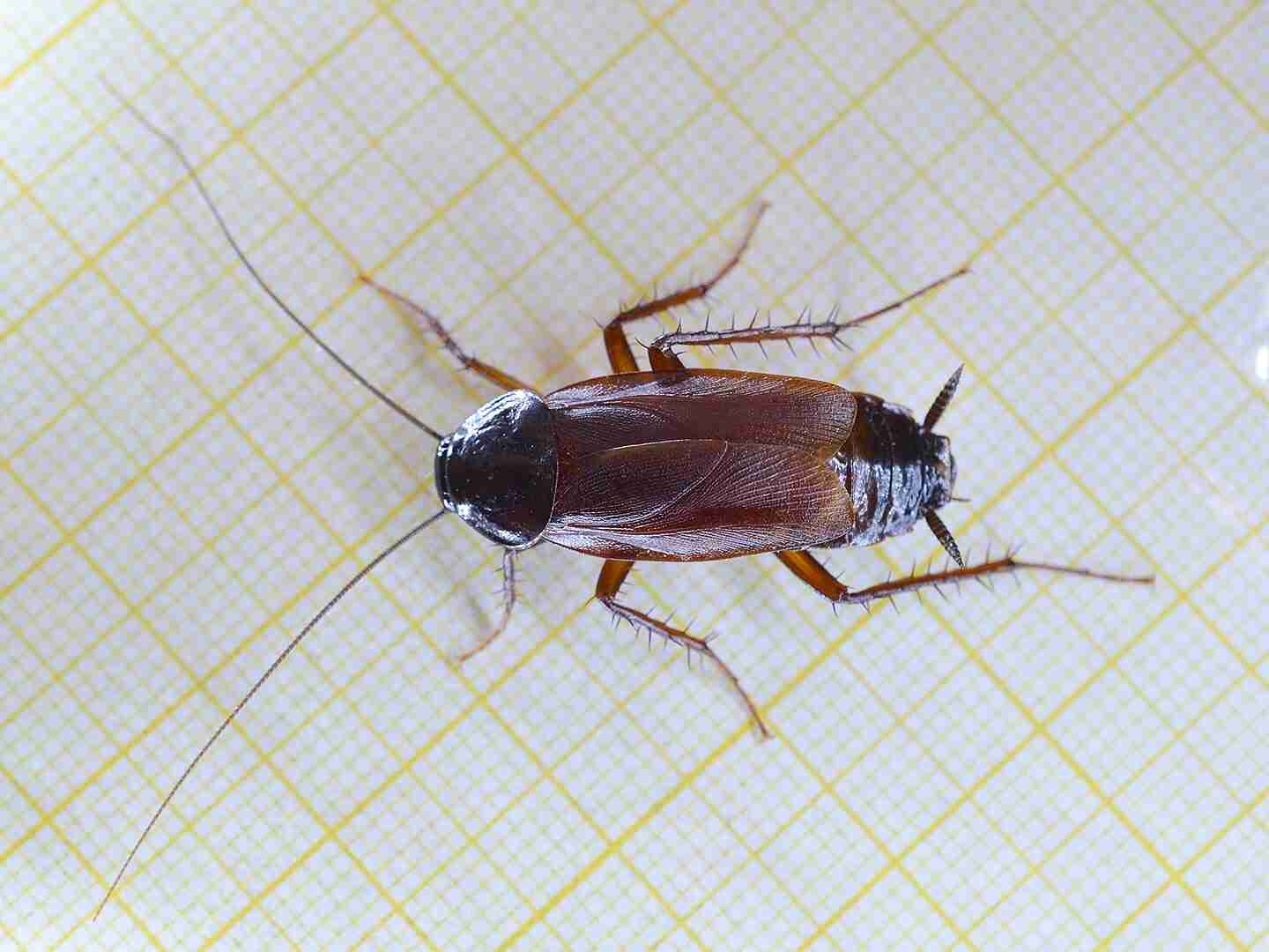 Crna Bubašvaba (Blatta orientalis)