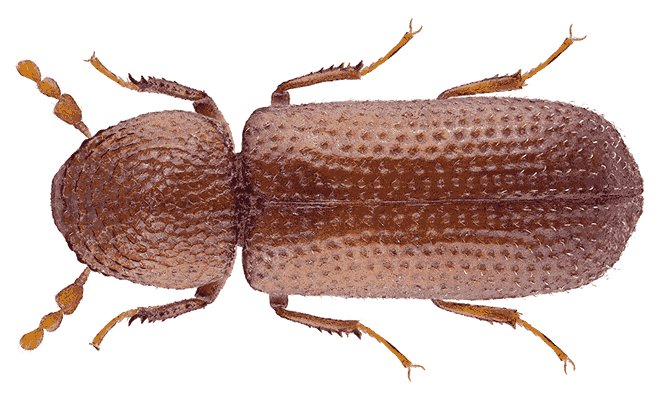 Žitni kukuljičar (Rhyzopertha dominica)