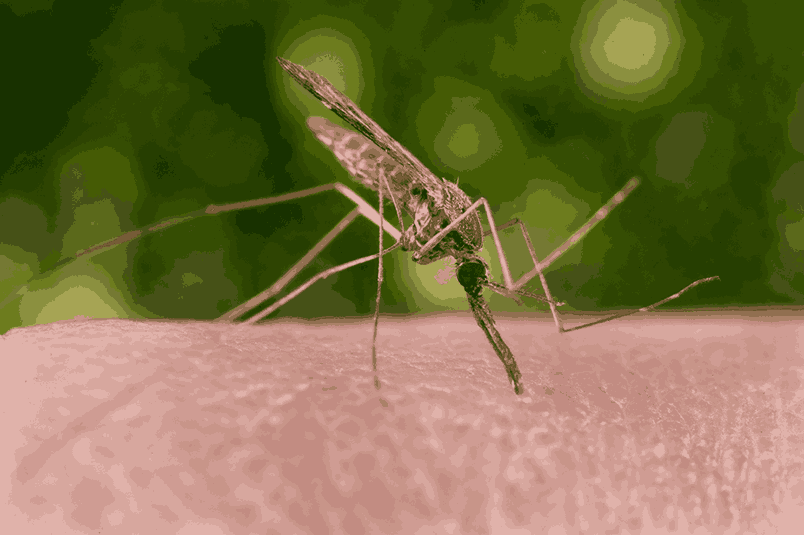 Anopheles spp.