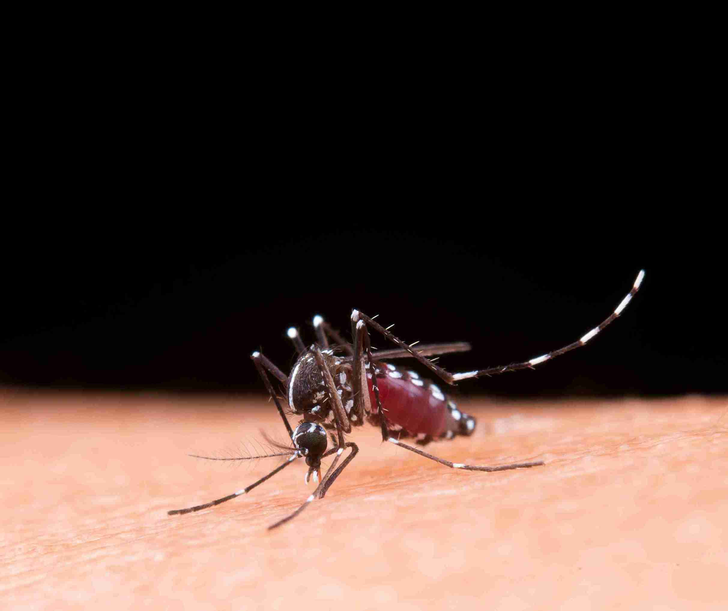 Aedes albopictus