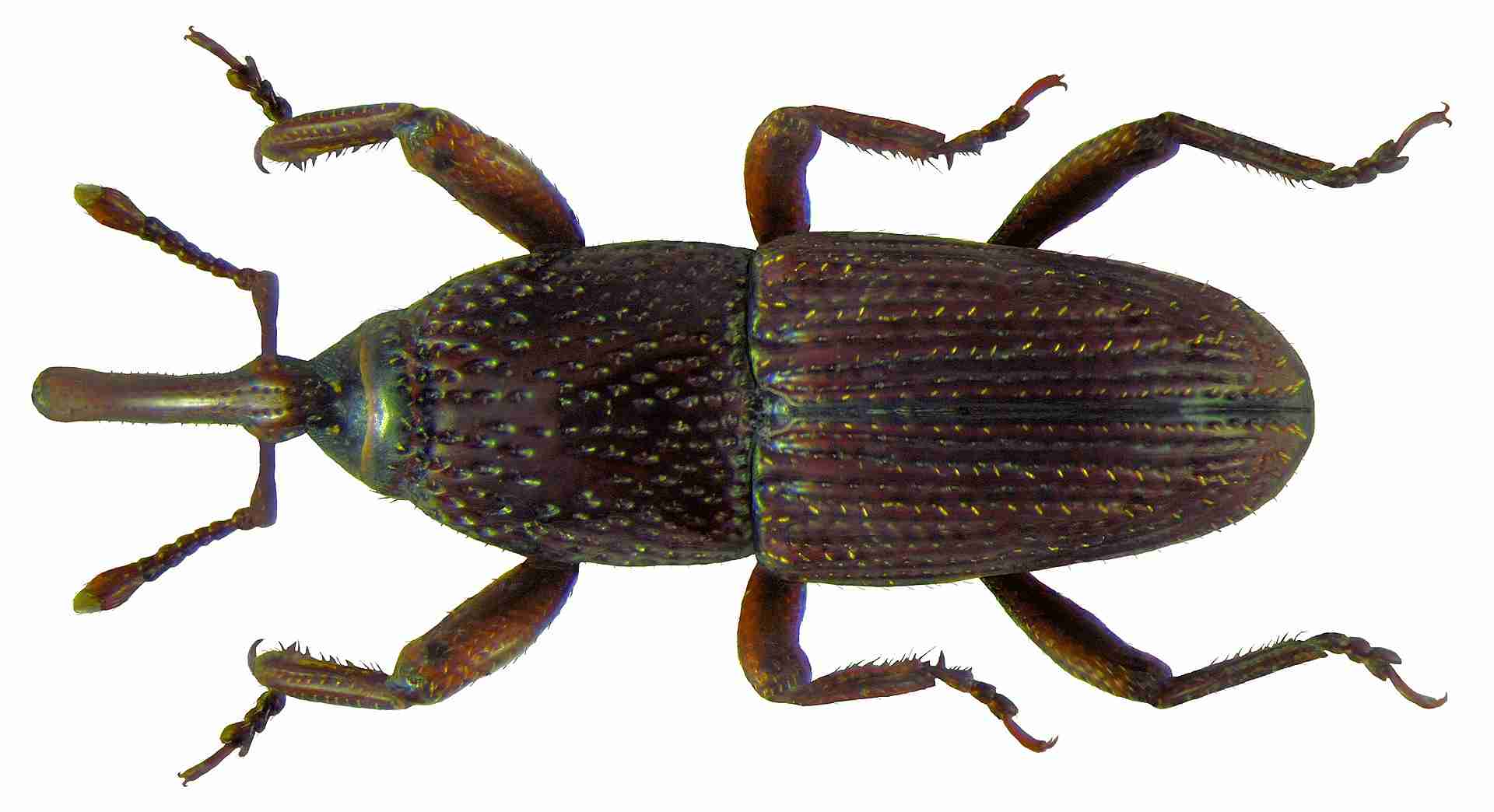 Žitni žižak (Sitophilus granarius)